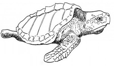 wild-animals-coloring-pages-print-and-color-news-bubblews-dot ...