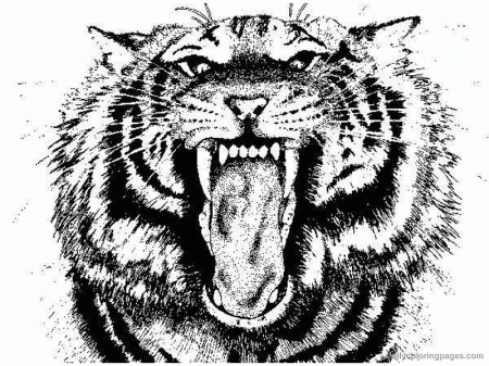 Related Tiger Coloring Pages item-13503, Tiger Coloring Pages ...