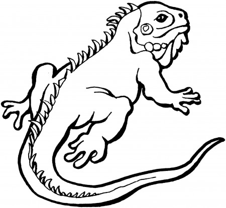 Lizard Coloring Pages | 100 Pictures Free Printable