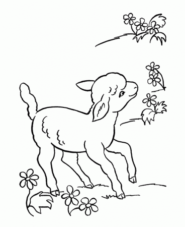 Farm Animal Coloring Pages | Printable Lamb Sheep Coloring Page 