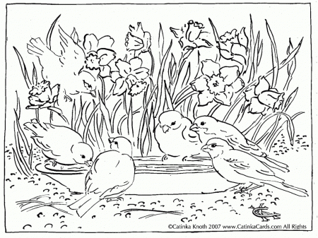 Detailed Flower Coloring Pages Coloring Page Of Daffodils And Free ...