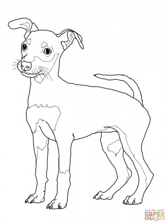 Standard, Miniature and Toy Poodles coloring page | Free Printable ...