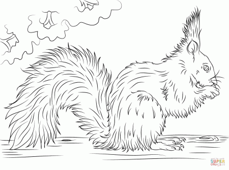 Red Squirrel Eating Nut coloring page | Free Printable Coloring Pages