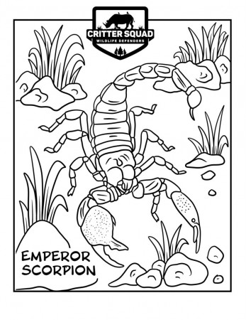 Emperor Scorpion Coloring Page - C.S.W.D