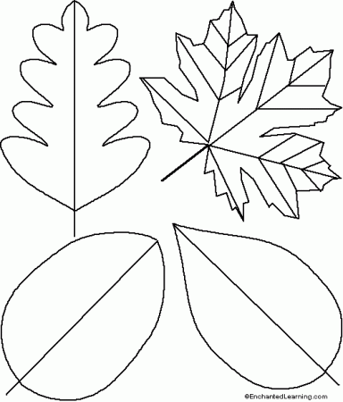 Template For Leaf. simple leaf template the sweetgum template used ...