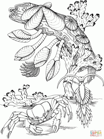 Crab near coral reef - Reef Triggerfish Coloring page