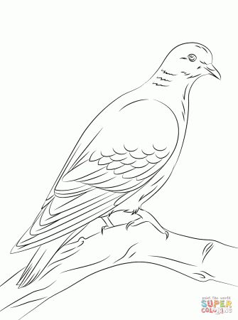 Stock Dove coloring page | Free Printable Coloring Pages