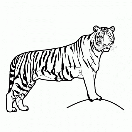 Printable Tiger Coloring Pages | Coloring Me