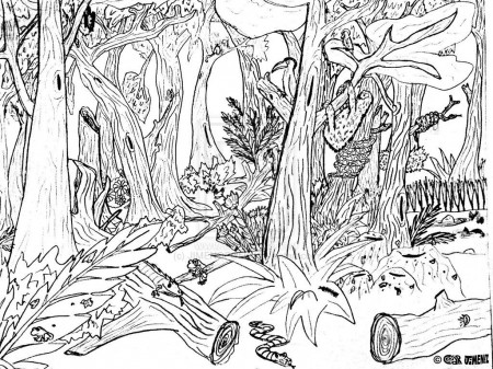 11 Pics of Forest Coloring Pages - Rainforest Coloring Pages ...