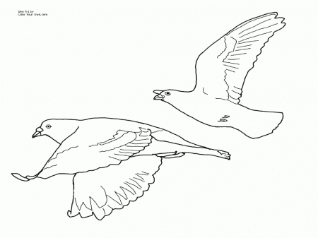 coloring pages of pigeons | Best Coloring Page Site