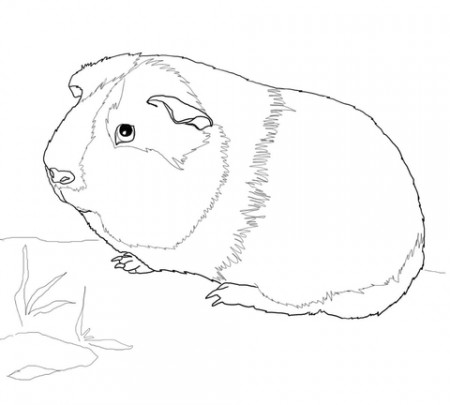 Cute Guinea Pig coloring page | Free Printable Coloring Pages