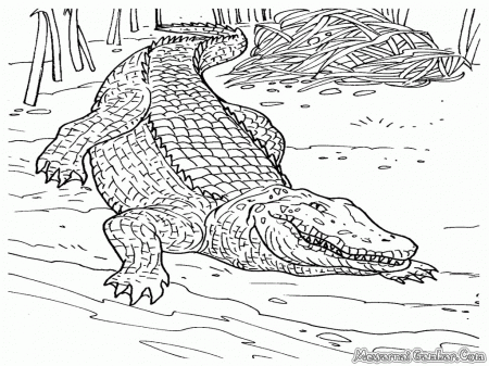 Crocodile Showing Teeth Coloring Pages Crocodile Coloring Pages ...