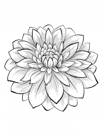 Dahlia flower - Flowers Adult Coloring Pages