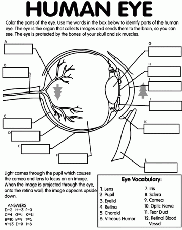 Human eye coloring page with labeling
