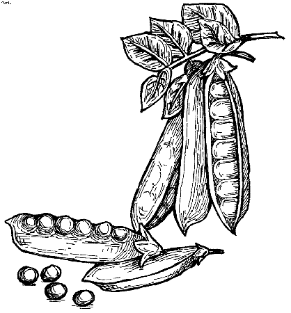 green vegetables Colouring Pages (page 2)