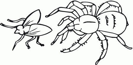 Download Printable Spider Coloring Sheets - Pa-g.co