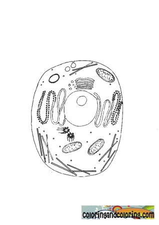 Free Coloring Pages Animal Cell Labels Animal Cell Coloring Page ...