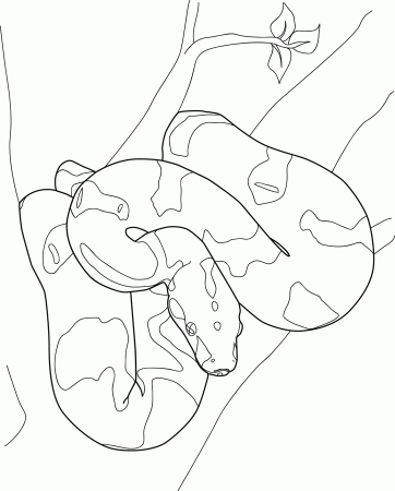 Boa Constrictor Coloring Page - Coloring Pages for Kids and for Adults