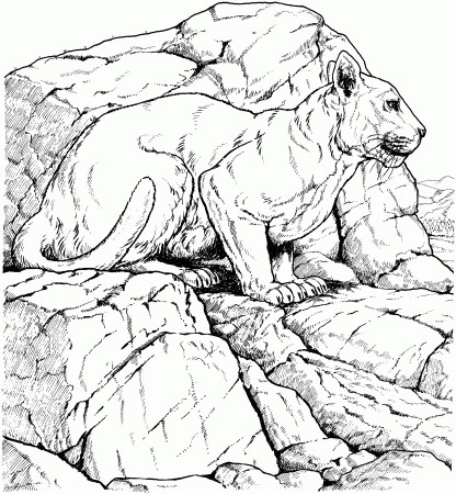 Free Panther Coloring Pages