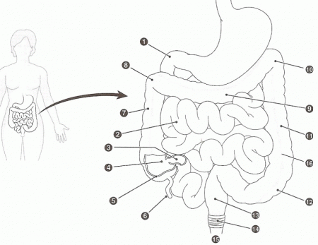 Digestive System Coloring Page