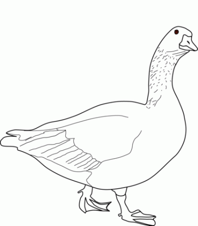 Goose coloring page | Free Printable Coloring Pages