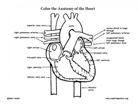 Heart Anatomy Coloring Anatomical Cbse 2nd Standard Math Worksheets  Geometry Plane Anatomical Heart Coloring Pages Coloring funny math  questions 4th grade addition worksheets actuarial math subtracting  fractions worksheets ks2 fractions of whole
