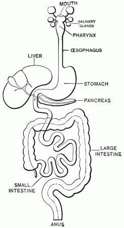 Download or print this amazing coloring page: Digestive System Coloring Page  in 2020 | Digestive system worksheet, Digestive system, Human digestive  system