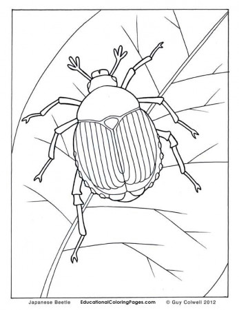 Coloring Page Of Japanese Beetle - Coloring Pages For All Ages