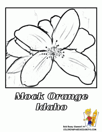 USA Coloring Pages | Flower ...
