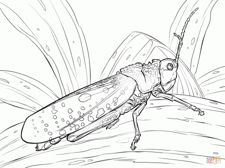 Grasshoppers coloring pages | Free Coloring Pages