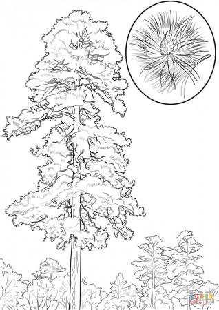 Red Pine Tree coloring page | Free Printable Coloring Pages