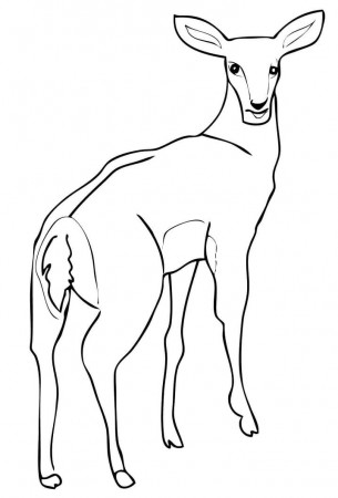 Female Impala Antelope Coloring Page - Free Printable Coloring Pages for  Kids