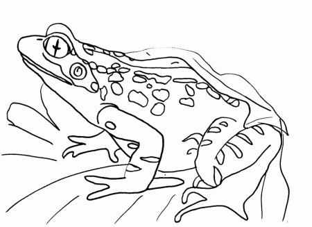 Frog Coloring Pages & Drawings - Learn About Nature