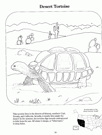 Desert Turtle Coloring Page: Desert Tortoise Coloring Page, Desert ...