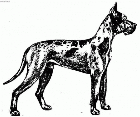 Photo Great Dane Dog Standard Deutsche Dogge Great Dane Coloring ...