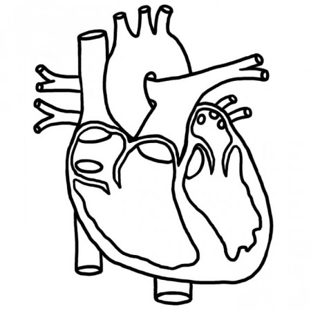 Human Heart Coloring Pictures For Kids Health Pictures Of Anatomy ... |  Human heart diagram, Heart coloring pages, Heart diagram