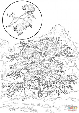 Flowering Dogwood Cornus Florida coloring page | Free Printable ...