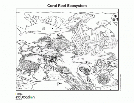 8 Pics of Printable Coloring Pages For Coral Reef Biomes - Coral ...