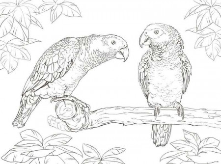 Kids-n-fun.com | Coloring page Parrots Parrot 19