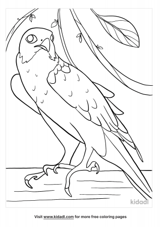 Peregrine Falcon Coloring Pages | Free Birds Coloring Pages | Kidadl