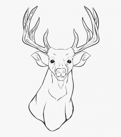 Deer Head Coloring Pages - Drawing Of Deer Heads, HD Png Download ,  Transparent Png Image - PNGitem