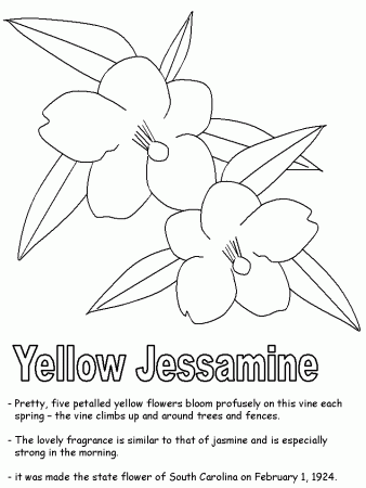 Yellow Jessamine coloring pages