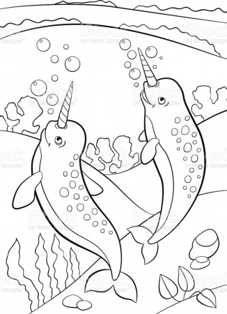 Coloring Pages Two Little Cute Narwhals Swim Underwater Stock ...