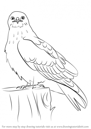 How To Draw A Hawk For Kids