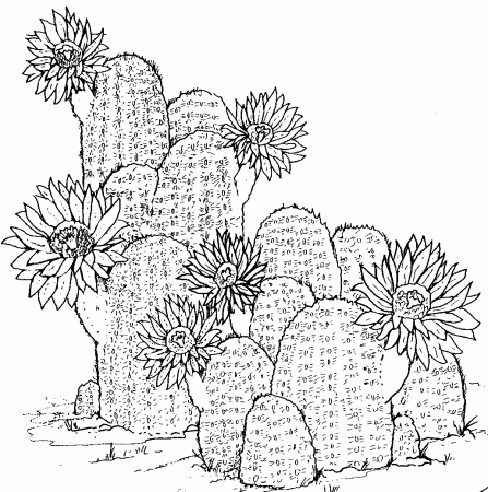 Free Printable Cactus Coloring Pages For Kids | Flower coloring pages,  Pattern coloring pages, Coloring pages