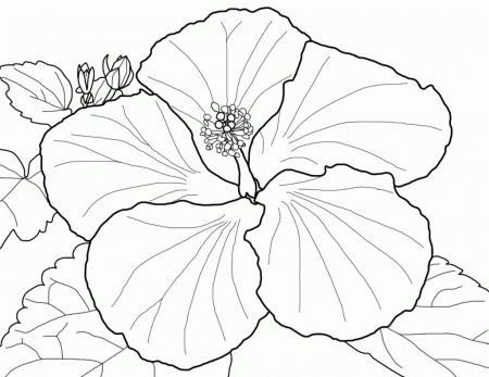 Free Coloring Pages Of Hibiscus Flower Images Flower Coloring ...