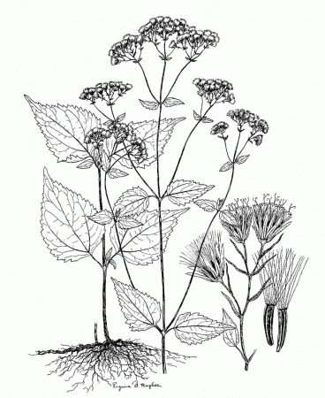 Botany Coloring Page Printable - Aiwosen.com