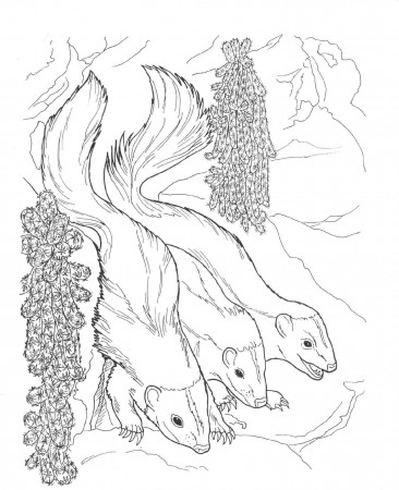 7 Pics of Night Animals Coloring Pages - Nocturnal Animals ...