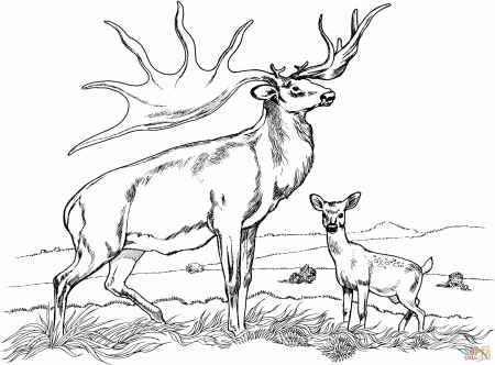 Easy Tule Elk Deer Coloring Page Free Printable Coloring Pages ...