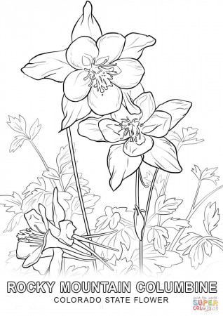 Colorado State Flower coloring page | Free Printable Coloring Pages